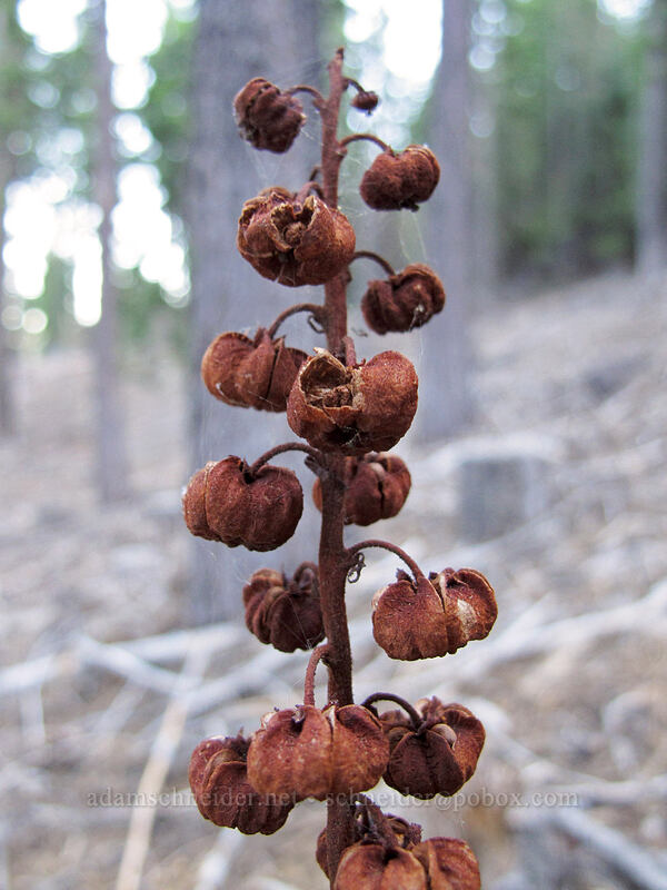 last year's pinedrops (Pterospora andromedea) [Bayview Trail, Lake Tahoe Basin, El Dorado County, California]