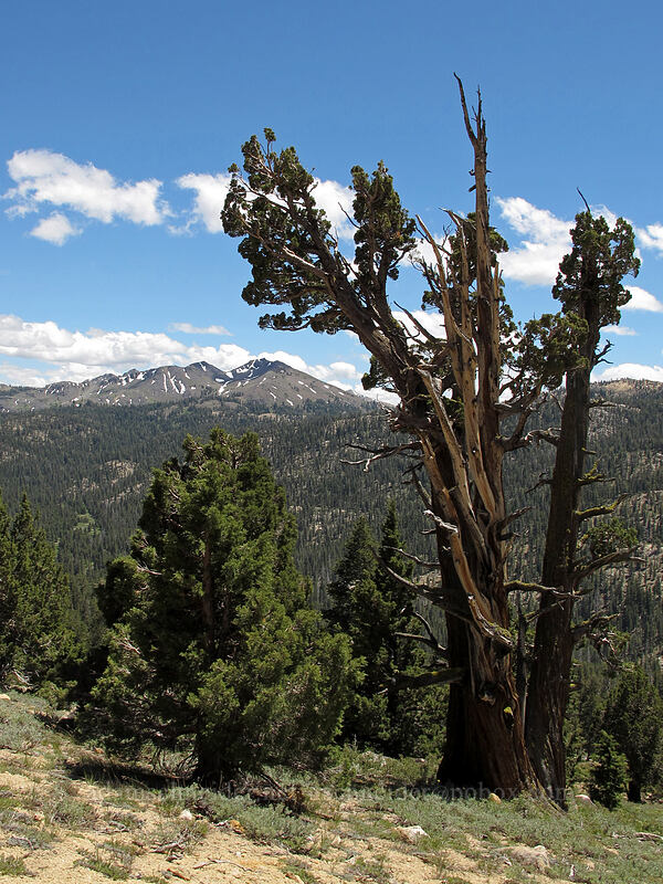 juniper tree & Folger Peak (Juniperus occidentalis) [CA-4, Toiyabe National Forest, Alpine County, California]