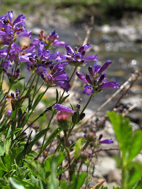 Sierra penstemon (Penstemon heterodoxus) [Bloomfield Meadow, Toiyabe National Forest, Alpine County, California]