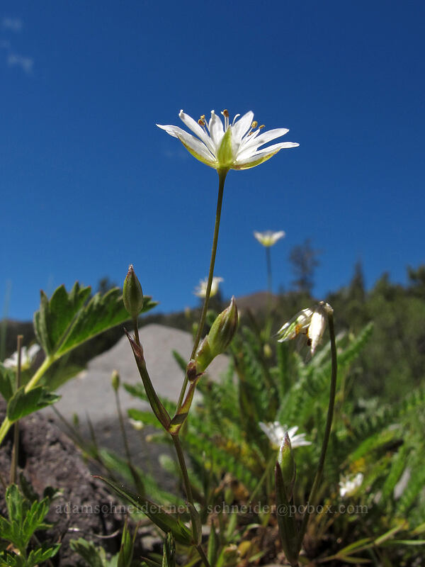 long-stalk starwort (Stellaria longipes) [Bloomfield Meadow, Toiyabe National Forest, Alpine County, California]