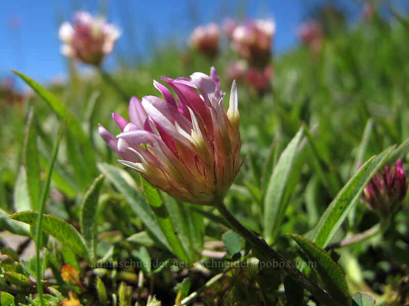 Hansen's clover (Trifolium longipes ssp. hansenii) [Bloomfield Meadow, Toiyabe National Forest, Alpine County, California]