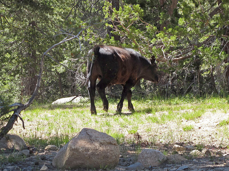 subalpine cow (Bos taurus) [Highland Lakes Road, Toiyabe National Forest, Alpine County, California]