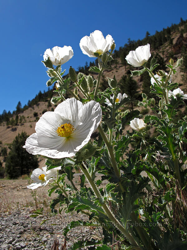 chicalote (prickly poppy) (Argemone munita) [CA-89, Toiyabe National Forest, Alpine County, California]