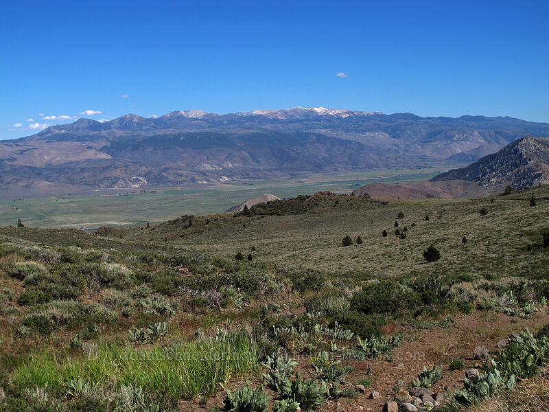 Sweetwater Mountains & Antelope Valley [CA-89, Toiyabe National Forest, Mono County, California]