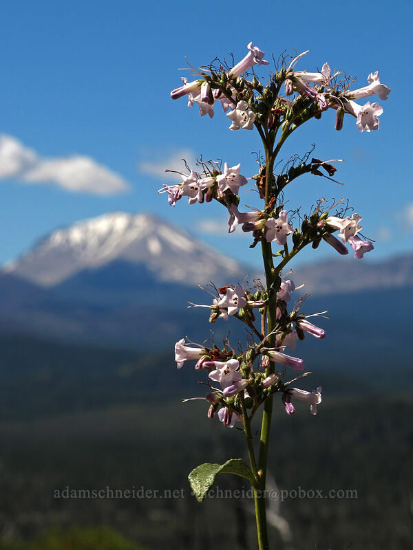 yerba santa & Mt. Lassen (Eriodictyon californicum (Wigandia californica)) [Hat Creek Rim Overlook, Lassen National Forest, Shasta County, California]
