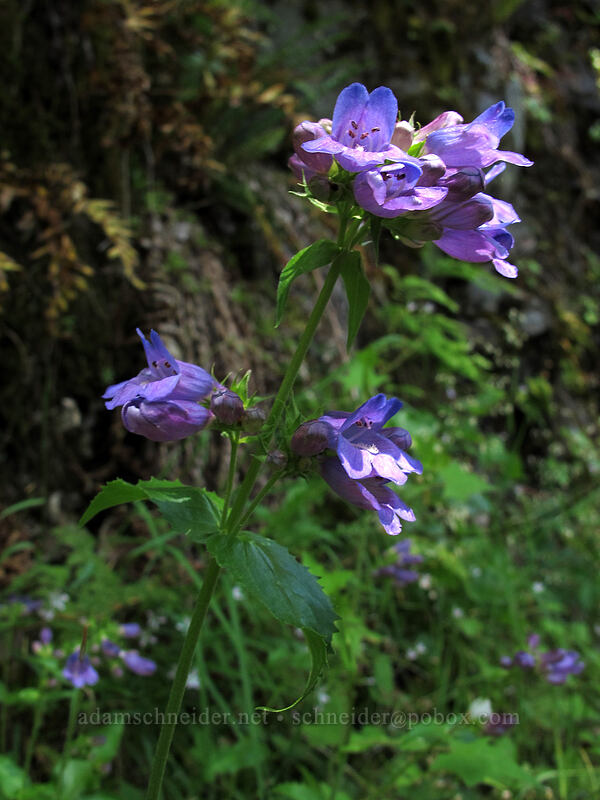Cascade penstemon (Penstemon serrulatus) [Forest Road 2209, Opal Creek Scenic Recreation Area, Marion County, Oregon]