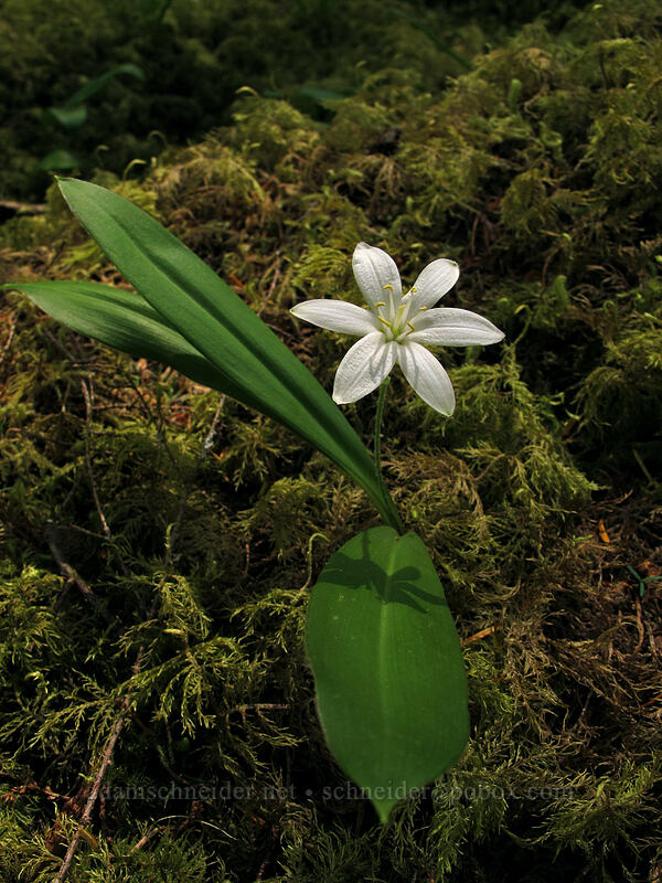 bead lily (Clintonia uniflora) [Kopetski Trail, Opal Creek Scenic Recreation Area, Marion County, Oregon]