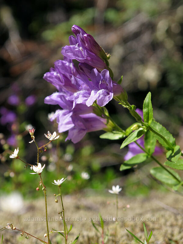 Cardwell's penstemon & rusty saxifrage (Penstemon cardwellii, Micranthes ferruginea) [Kopetski Trail, Opal Creek Scenic Recreation Area, Marion County, Oregon]