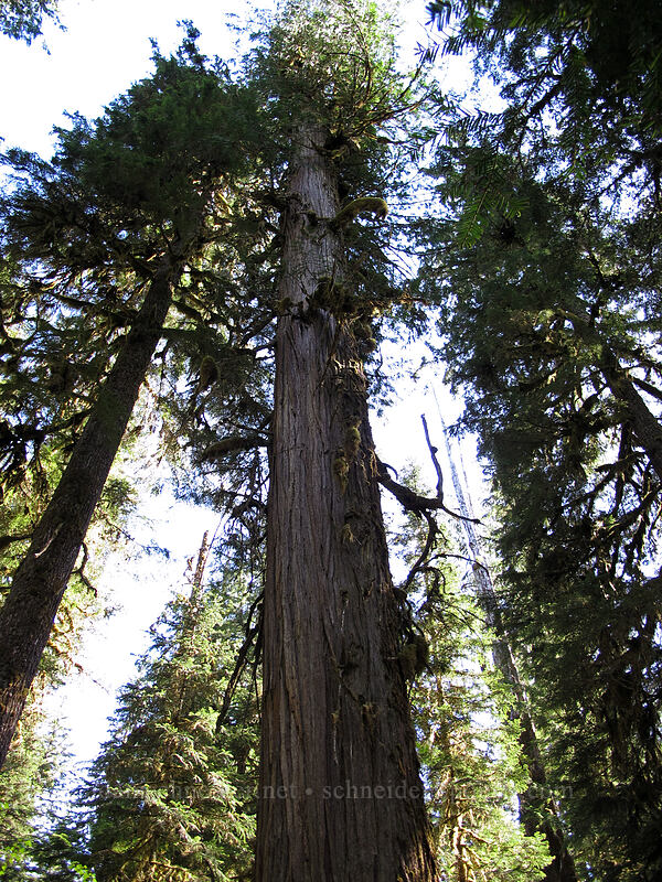 western red-cedars (Thuja plicata) [Cedar Flats, Opal Creek Scenic Recreation Area, Marion County, Oregon]