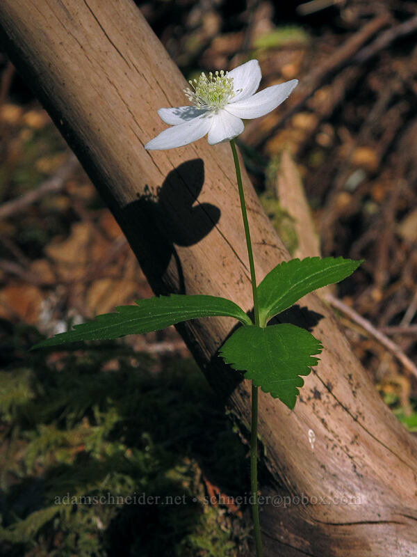 Columbia windflower (Anemone deltoidea) [Cedar Flats, Opal Creek Scenic Recreation Area, Marion County, Oregon]