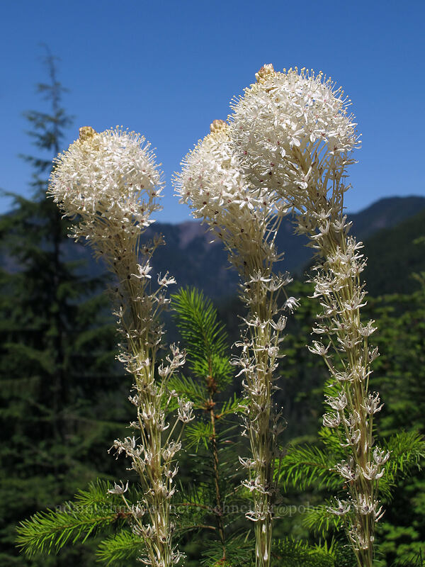 beargrass (Xerophyllum tenax) [Forest Road 2207, Willamette National Forest, Marion County, Oregon]