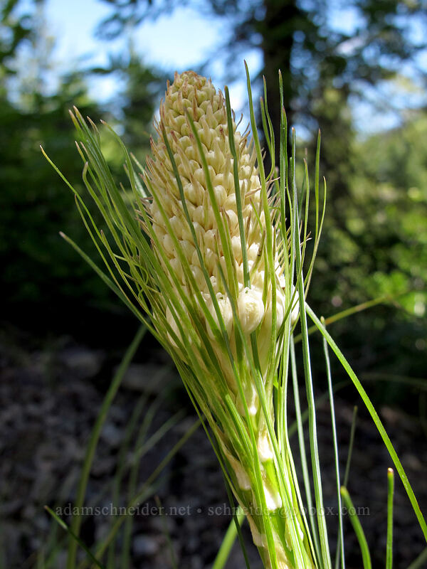 beargrass (Xerophyllum tenax) [Opal Lake Trail, Opal Creek Wilderness, Marion County, Oregon]