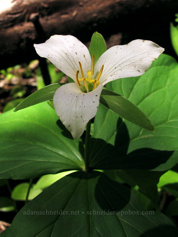 trillium (Trillium ovatum) [Opal Lake Trail, Opal Creek Wilderness, Marion County, Oregon]