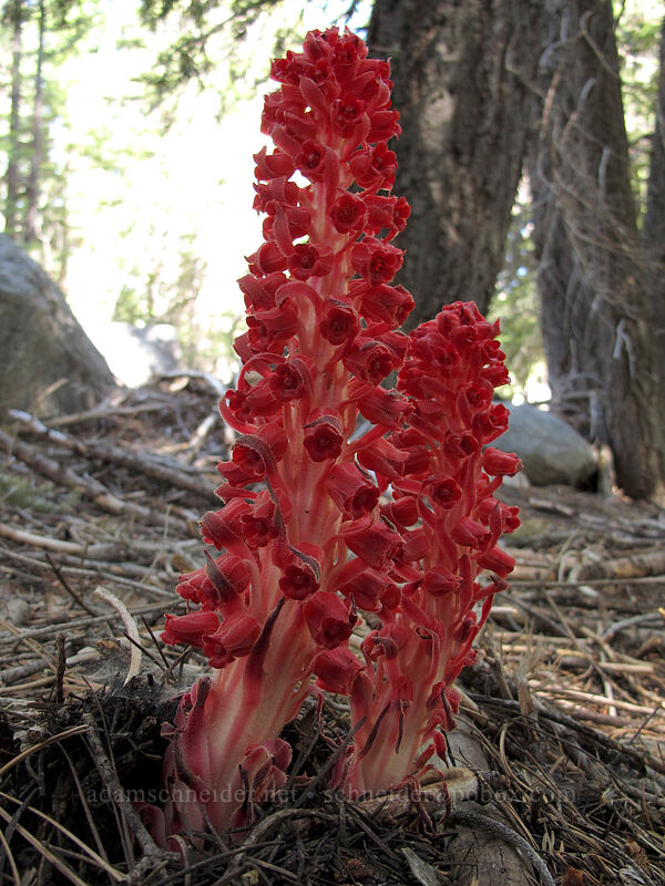 snow plant (Sarcodes sanguinea) [Osgood Swamp, Lake Tahoe Basin, El Dorado County, California]