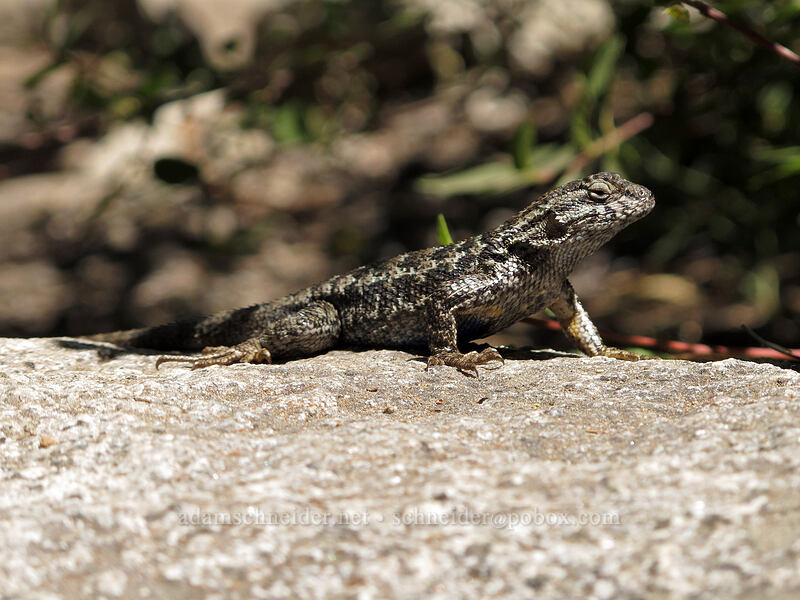 northwestern fence lizard (Sceloporus occidentalis occidentalis) [Pyramid Creek Trail, Lake Tahoe Basin, El Dorado County, California]