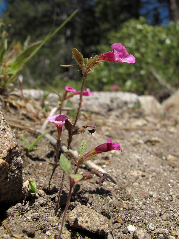 Torrey's monkeyflower (Diplacus torreyi (Mimulus torreyi)) [Pyramid Creek Trail, Lake Tahoe Basin, El Dorado County, California]