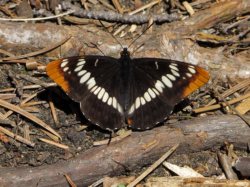 Lorquin's admiral butterfly (Limenitis lorquini) [Pyramid Creek Trail, Lake Tahoe Basin, El Dorado County, California]