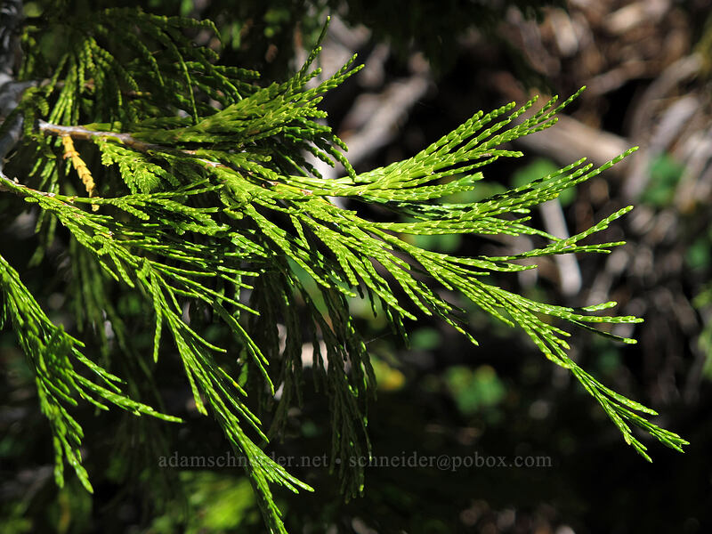 California incense cedar (Calocedrus decurrens) [Pyramid Creek Trail, Desolation Wilderness, El Dorado County, California]