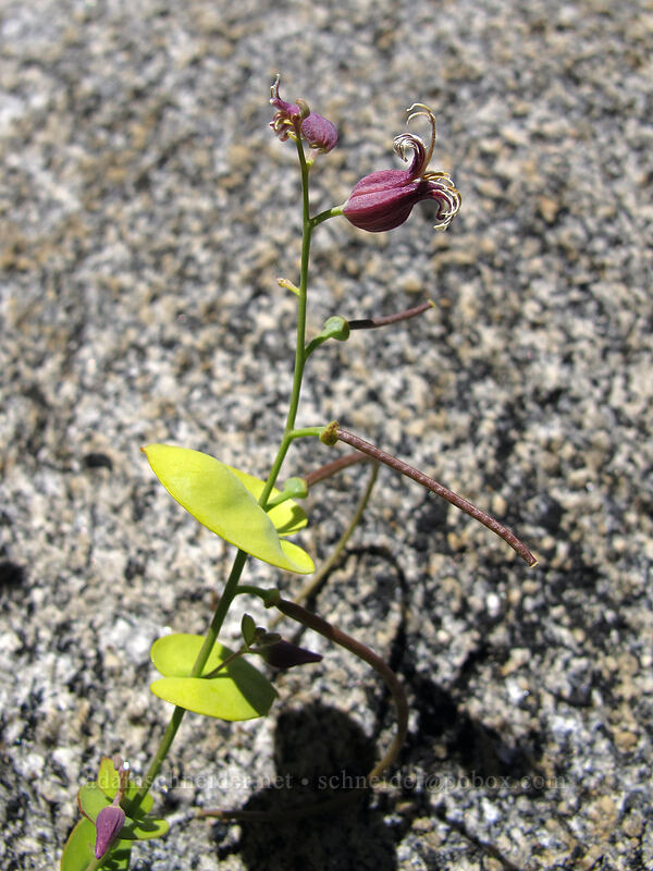 mountain jewelflower (Streptanthus tortuosus) [Pyramid Creek, Desolation Wilderness, El Dorado County, California]