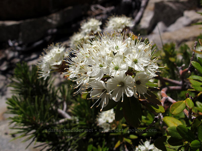 western labrador tea (Rhododendron neoglandulosum (Rhododendron columbianum) (Ledum glandulosum)) [Pyramid Creek, Desolation Wilderness, El Dorado County, California]