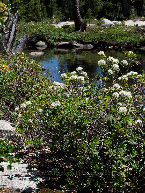 western labrador tea (Rhododendron neoglandulosum (Rhododendron columbianum) (Ledum glandulosum)) [Desolation Valley, Desolation Wilderness, El Dorado County, California]