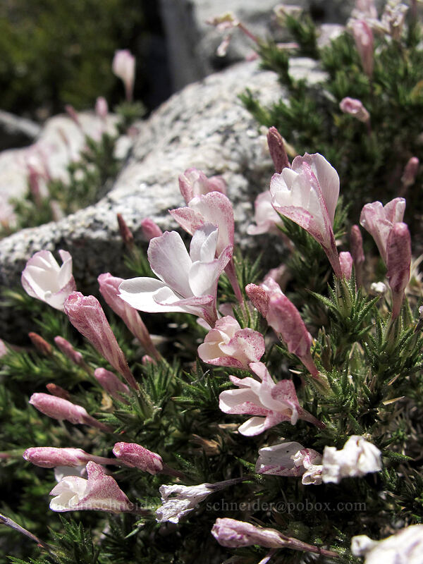 granite prickly-phlox (Linanthus pungens (Leptodactylon pungens, Gilia hallii)) [Pyramid Creek, Desolation Wilderness, El Dorado County, California]