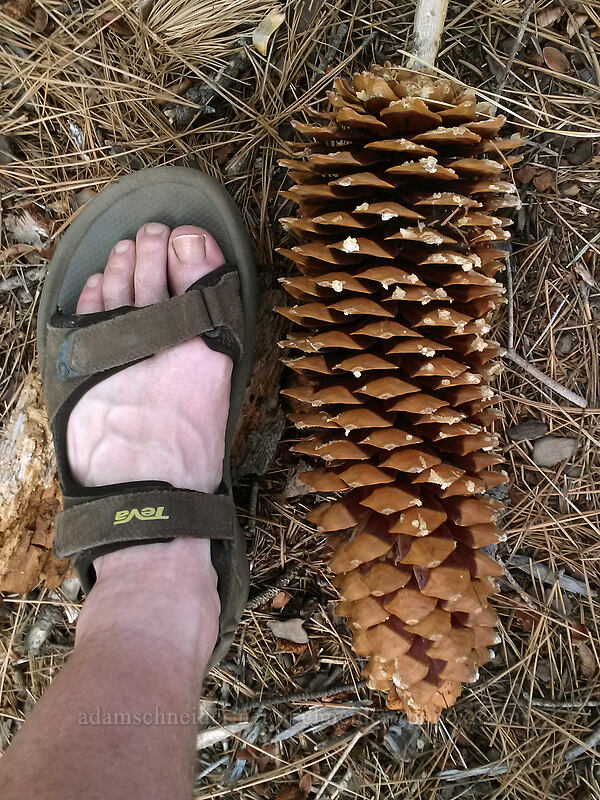 sugar pine cone (Pinus lambertiana) [Chimney Beach-Secret Cove Trail, Lake Tahoe Basin, Carson City County, Nevada]