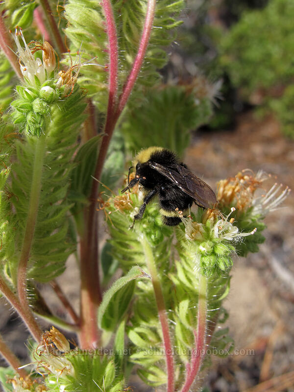 bumblebee on varileaf phacelia (Phacelia heterophylla) [Secret Harbor, Lake Tahoe Basin, Carson City County, Nevada]