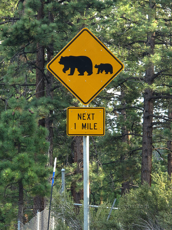 bear crossing sign [U.S. Highway 50, Lake Tahoe Basin, Douglas County, Nevada]