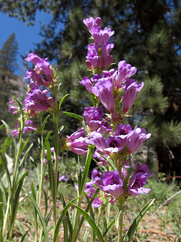 pink showy penstemon (Penstemon speciosus) [Shirley Canyon Trail, Squaw Valley, Placer County, California]