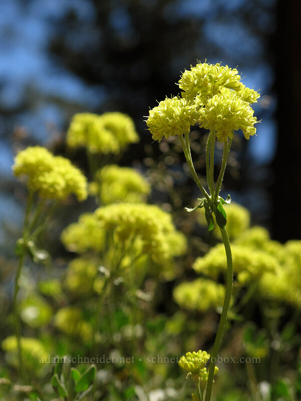 sulphur flower buckwheat (Eriogonum umbellatum) [Shirley Canyon Trail, Squaw Valley, Placer County, California]