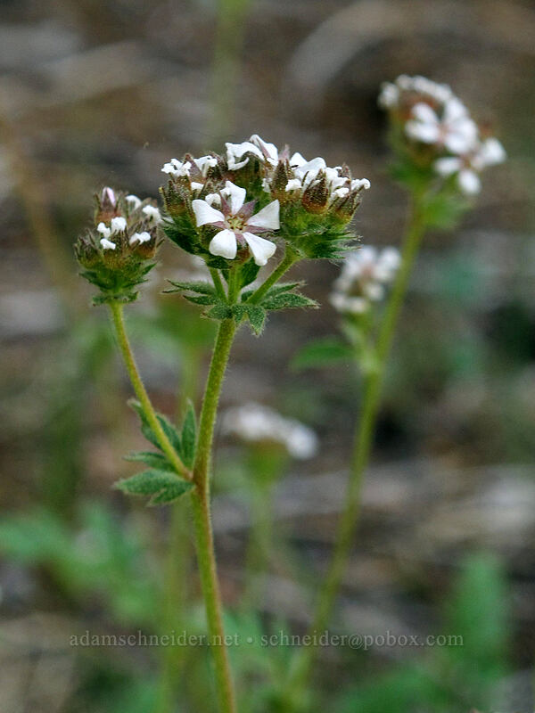 dusky horkelia (Horkelia fusca ssp. parviflora) [Shirley Canyon Trail, Squaw Valley, Placer County, California]