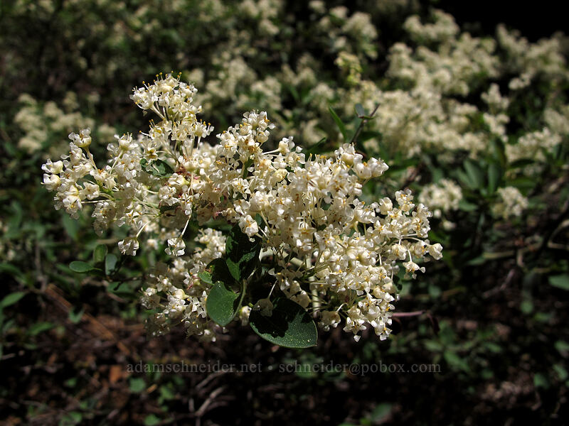 mountain white-thorn (Ceanothus cordulatus) [Shirley Canyon Trail, Squaw Valley, Placer County, California]