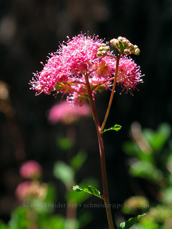 subalpine spirea (Spiraea splendens (Spiraea densiflora)) [Shirley Canyon Trail, Squaw Valley, Placer County, California]