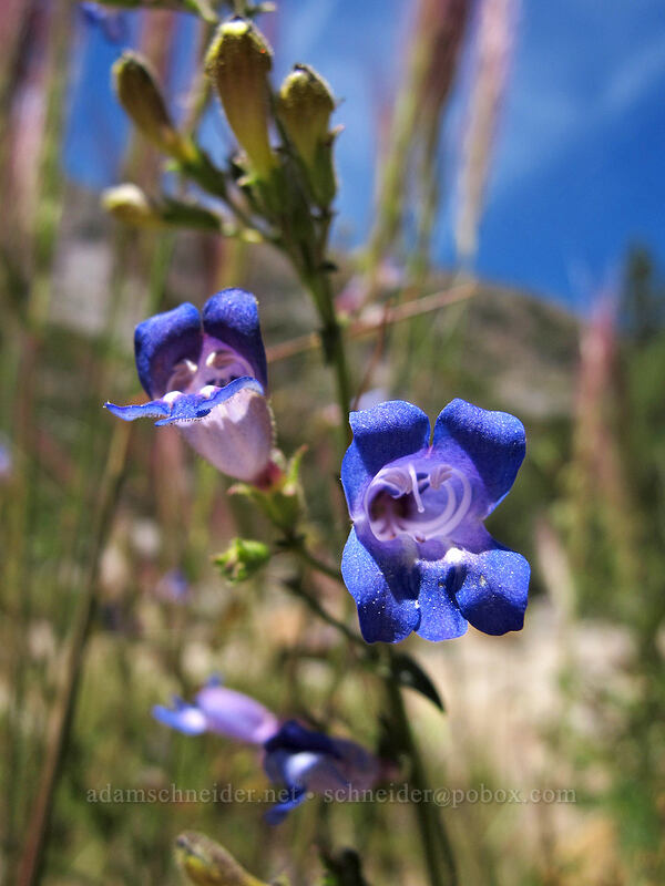 penstemon (Penstemon sp.) [Shirley Canyon Trail, Squaw Valley, Placer County, California]