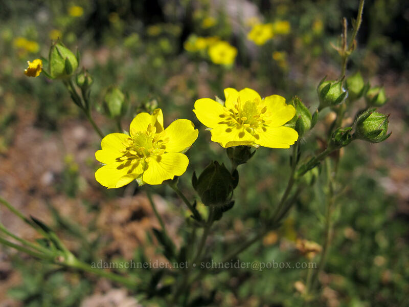 cinquefoil (Potentilla sp.) [Shirley Canyon Trail, Squaw Valley, Placer County, California]