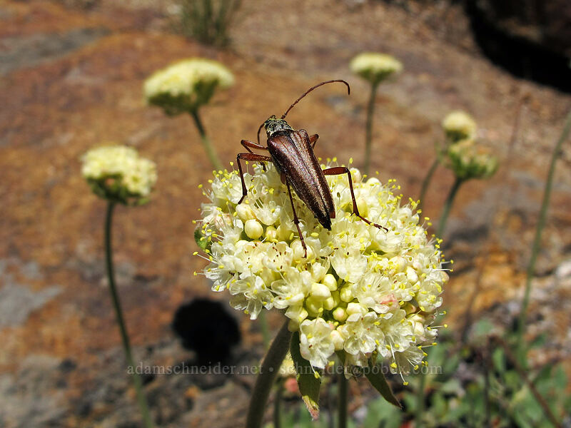 longhorn beetle on Bear Valley buckwheat (Stenocorus nubifer, Eriogonum ursinum) [Shirley Canyon Trail, Squaw Valley, Placer County, California]