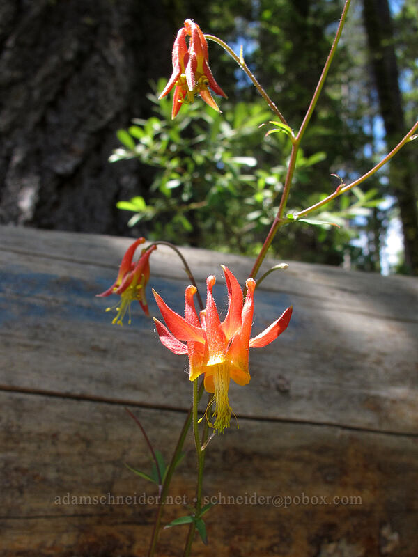 western columbine (Aquilegia formosa) [Shirley Canyon Trail, Squaw Valley, Placer County, California]