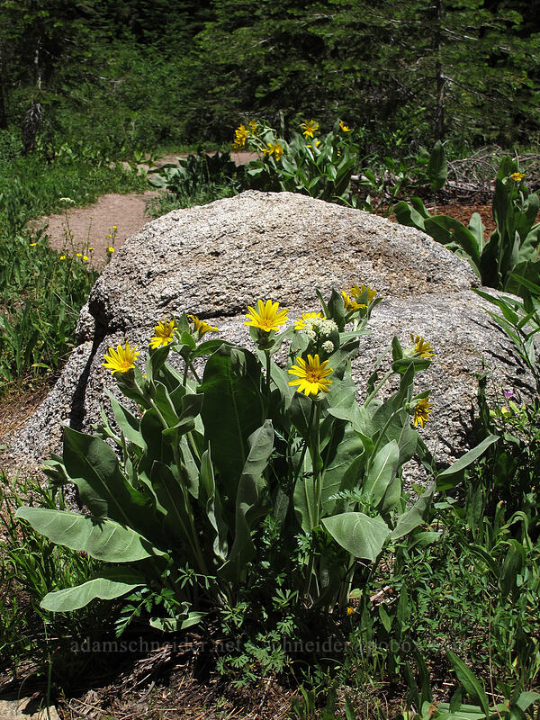 mule's ears (Wyethia mollis) [Shirley Canyon Trail, Squaw Valley, Placer County, California]