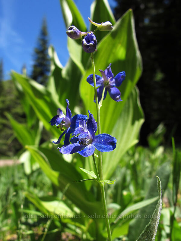 larkspur (Delphinium nuttallianum) [Shirley Canyon Trail, Squaw Valley, Placer County, California]