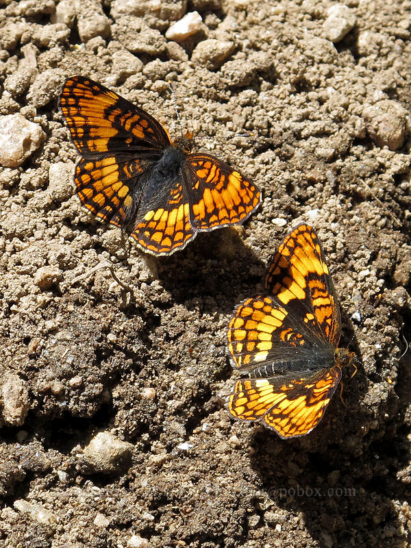 Hoffmann's checkerspot butterflies (Chlosyne hoffmanni) [Shirley Canyon Trail, Squaw Valley, Placer County, California]