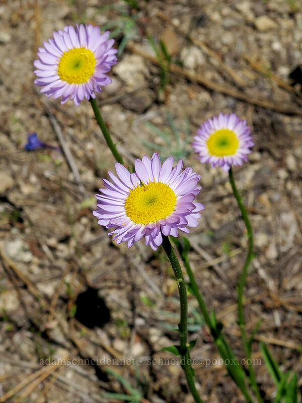 fleabane (Erigeron glacialis var. glacialis) [Shirley Canyon Trail, Squaw Valley, Placer County, California]