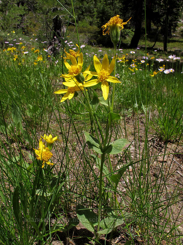 Nevada arnica (Arnica nevadensis) [Shirley Canyon Trail, Squaw Valley, Placer County, California]