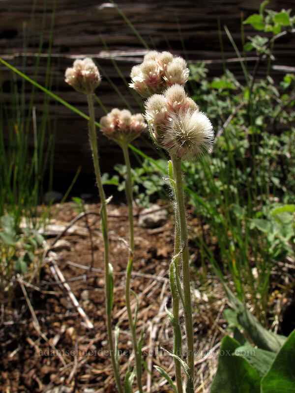 rosy pussytoes (Antennaria rosea) [Shirley Canyon Trail, Squaw Valley, Placer County, California]