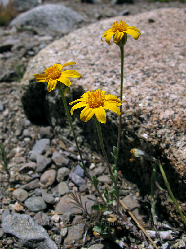 Oregon sunshine (Eriophyllum lanatum) [Shirley Canyon Trail, Squaw Valley, Placer County, California]