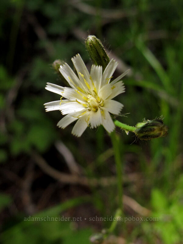 white-flowered hawkweed (Hieracium albiflorum) [Shirley Canyon Trail, Squaw Valley, Placer County, California]