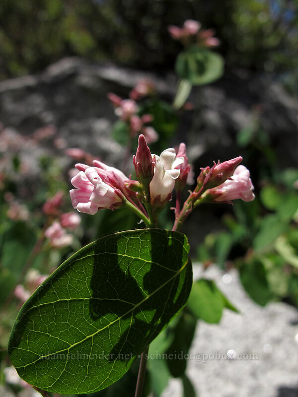 spreading dogbane (Apocynum androsaemifolium) [Shirley Canyon Trail, Squaw Valley, Placer County, California]