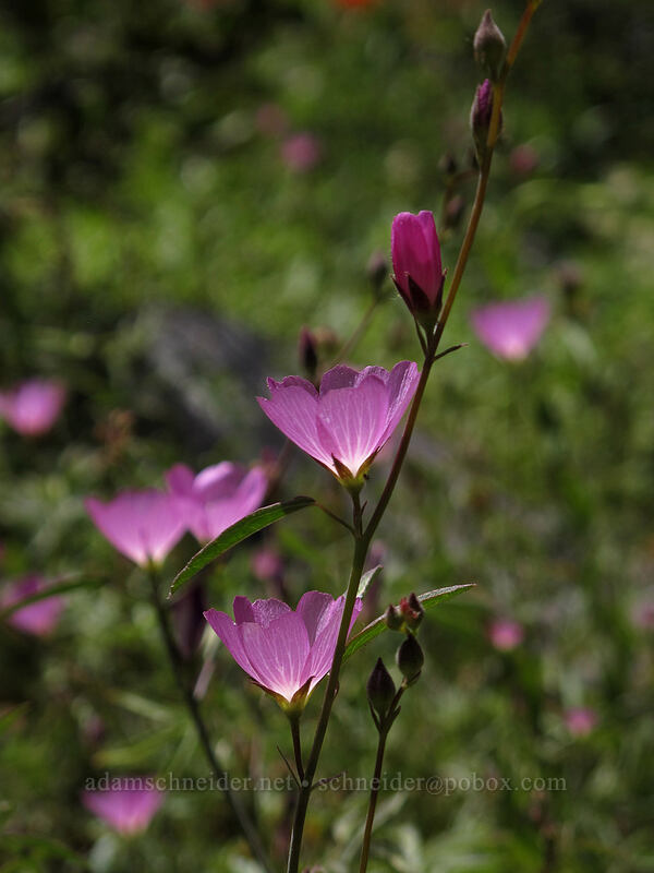 waxy checker-mallow (Sidalcea glaucescens) [Shirley Canyon Trail, Squaw Valley, Placer County, California]