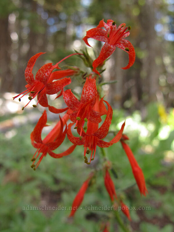 scarlet gilia (Ipomopsis aggregata) [Shirley Canyon Trail, Squaw Valley, Placer County, California]