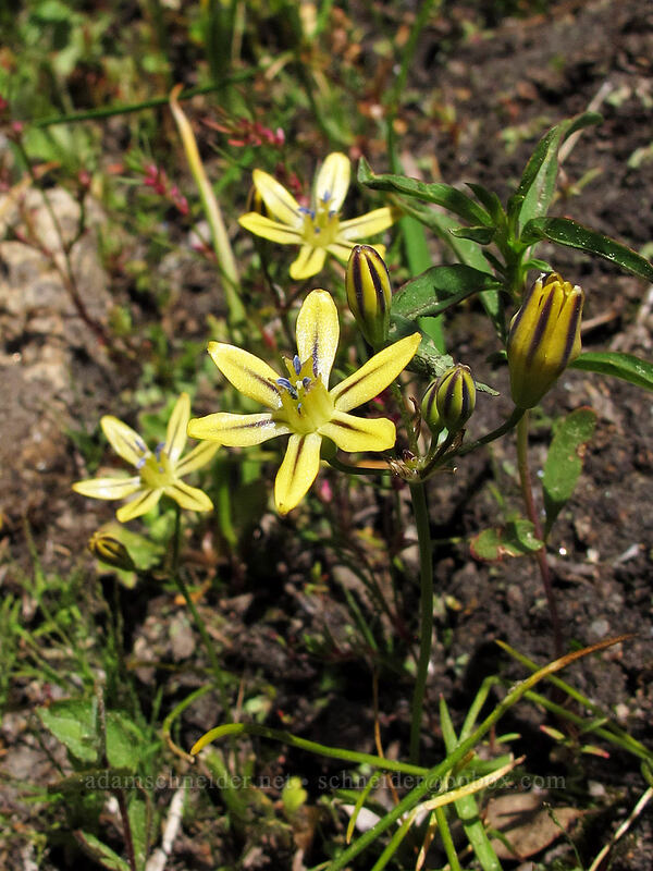 pretty face (Triteleia ixioides) [Shirley Canyon Trail, Squaw Valley, Placer County, California]